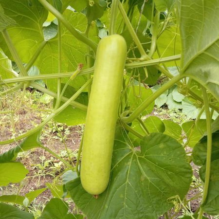 Bottle gourd Samrat