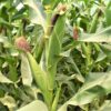 AgroNarmada Seeds Fodder Maize