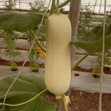 Cucumber Himangi
