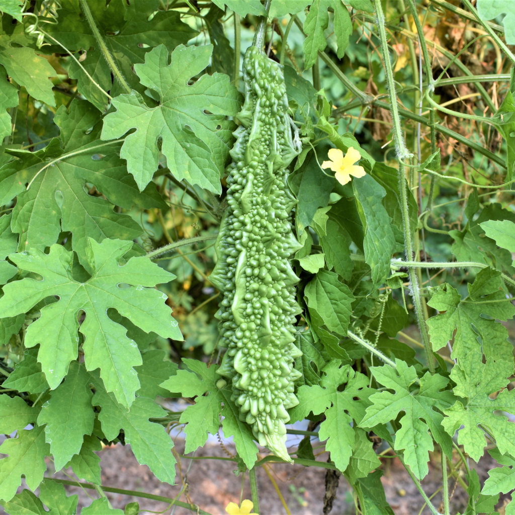 AgroNarmada Seeds Bitter gourd