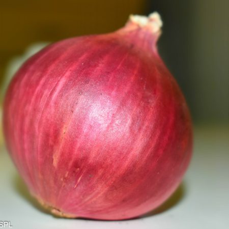 Onion Pushkar / ANS-114 (पुष्कर)
